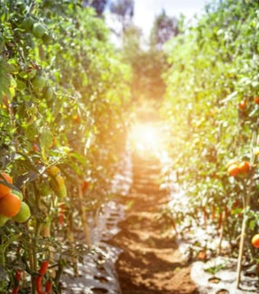 How Food Tech Can Help Achieve Sustainable Food System  