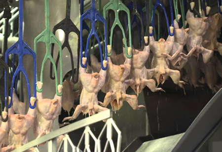 What Happens When Tech Comes to Poultry Processing and Production?