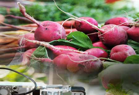 The Vineyard of Innovation: Winery Tech Revolutionizing the Food and Beverages Industry 