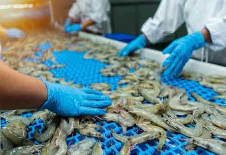 Transforming Seafood Processing with Innovative Technologies
