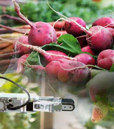 Food Safety Recalls: The Journey to Upholding Public Trust